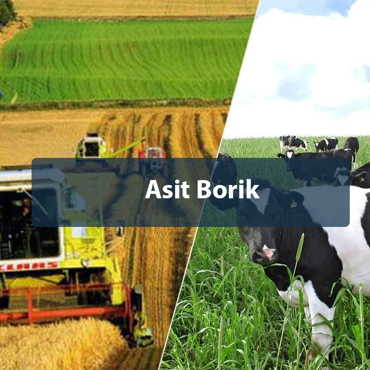 Asit Borik